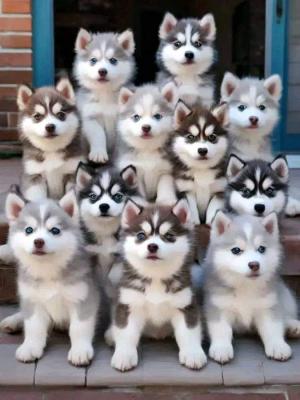 Sweet Siberian Husky  Puppies