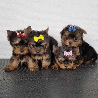 Yorkie  puppies - Dubai Dogs, Puppies