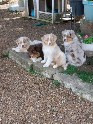 Australian Shepherd - Dubai Dogs, Puppies