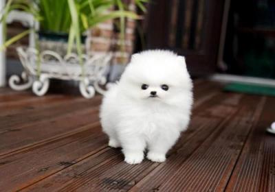 Free Pomeranians  Puppies - Dubai Dogs, Puppies