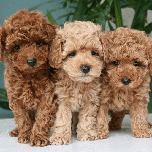 TOY POODLE PUPPIES - Dubai Dogs, Puppies