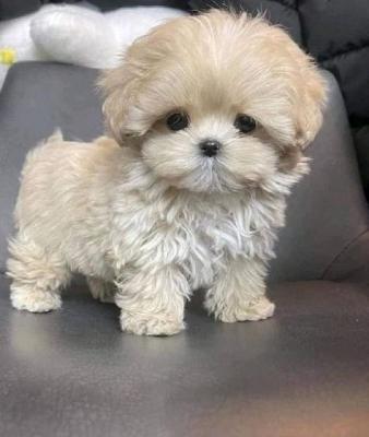 Available Toy Poodle Puppies - Dubai Dogs, Puppies