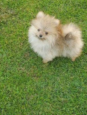 Beautiful Bo teddy bears - Vienna Dogs, Puppies