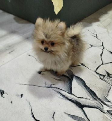 Beautiful Bo teddy bears - Vienna Dogs, Puppies