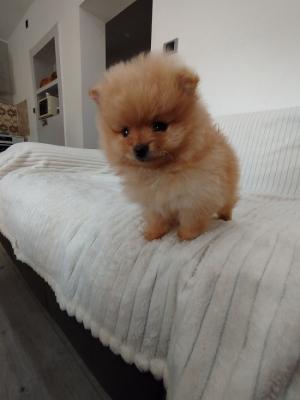 Beautiful Pomeranian Spitz puppies - Vienna Dogs, Puppies