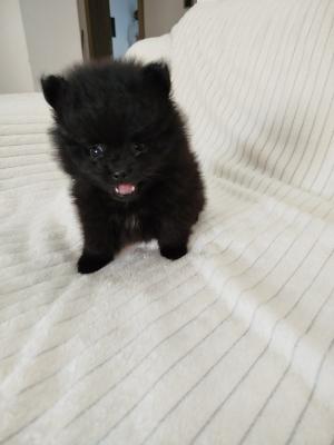 Beautiful Pomeranian Spitz puppies - Vienna Dogs, Puppies