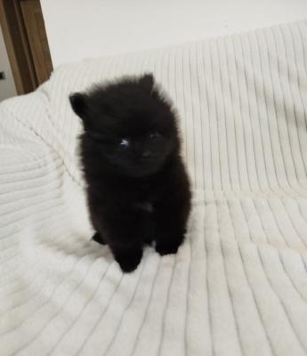 Beautiful Pomeranian Spitz puppies - Vienna Dogs, Puppies