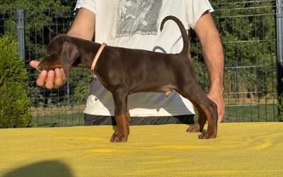 Dobermann - Frankfurt (Main) Dogs, Puppies