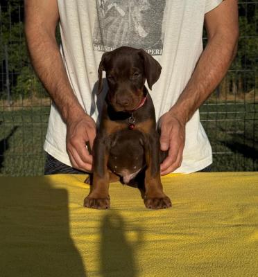 Doberman - Paris Dogs, Puppies
