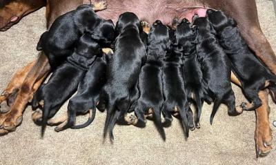 Doberman puppies !!! - Vienna Dogs, Puppies