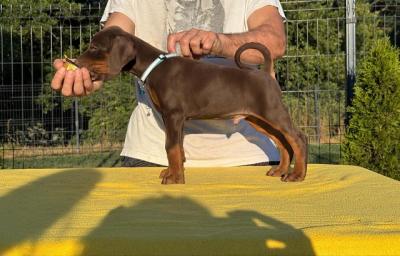 Doberman puppies !!! - Vienna Dogs, Puppies