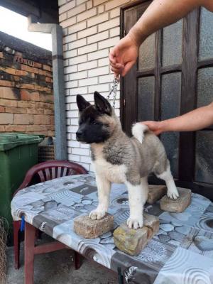 Amerikanischer Akita, Hündin - Vienna Dogs, Puppies