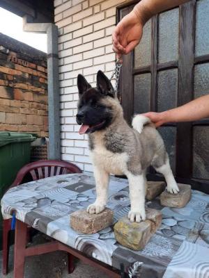 Amerikanischer Akita, Hündin - Vienna Dogs, Puppies