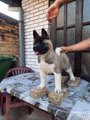 Amerikanischer Akita, Hündin - Vienna Dogs, Puppies