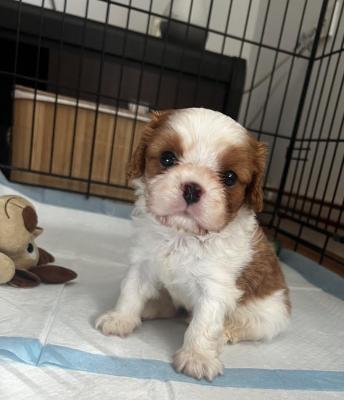 King Charles Cavalier Spaniel - Vienna Dogs, Puppies