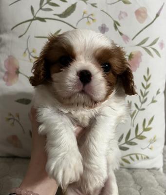King Charles Cavalier Spaniel - Vienna Dogs, Puppies