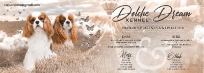 King Charles Cavalier Spaniel - Vienna Dogs, Puppies