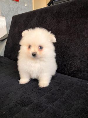 Pomeranian Spitz Welpen - Zurich Dogs, Puppies