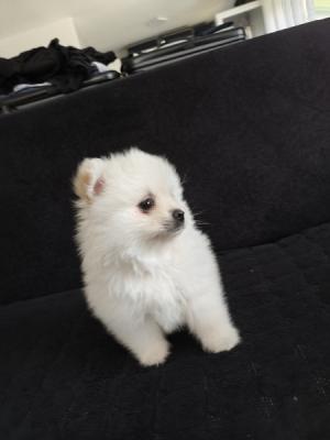 Pomeranian Spitz Welpen - Zurich Dogs, Puppies