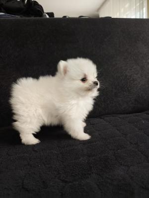 Pomeranian Spitz Welpen - Zurich Dogs, Puppies