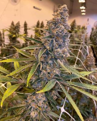 Spark Your Creativity: Cannabis and Inspiration - Philadelphia Other