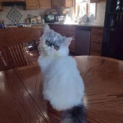 Persian Cats For Sale Indiana