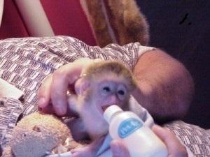 Perfect Capuchin Monkeys available - Sydney Other