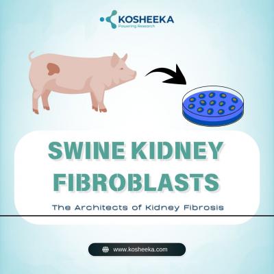 Swine Kidney Fibroblasts: The Architects of Kidney Fibrosis