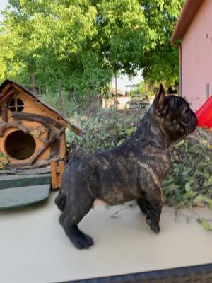 Französische Bulldoggenwelpen - Zurich Dogs, Puppies