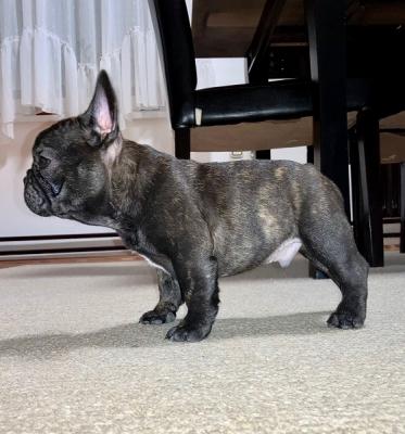 Französische Bulldoggenwelpen - Zurich Dogs, Puppies