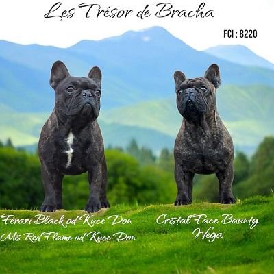 Französische Bulldoggenwelpen - Zurich Dogs, Puppies