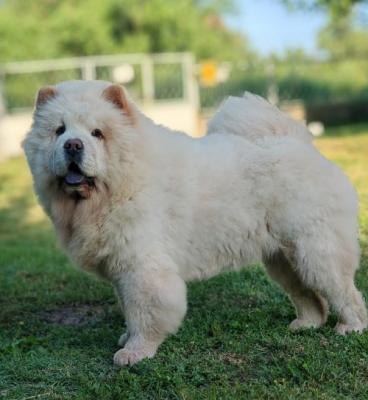 Chow Chow puppies - Vienna Dogs, Puppies