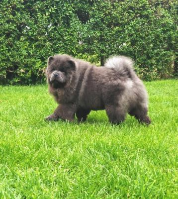 Chow Chow puppies - Vienna Dogs, Puppies