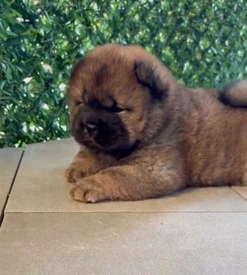 Reinrassige CHOW-CHOW Welpen - Zurich Dogs, Puppies