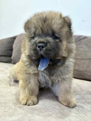 Reinrassige CHOW-CHOW Welpen - Zurich Dogs, Puppies