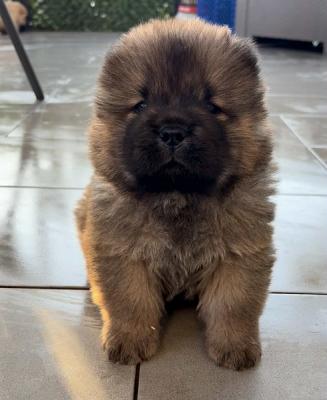 Reinrassige CHOW-CHOW Welpen - Zurich Dogs, Puppies