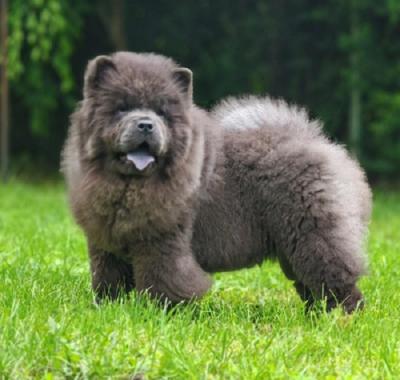 Chow-Chow welpen - Frankfurt (Main) Dogs, Puppies