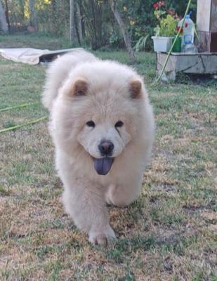 Chow-Chow welpen - Frankfurt (Main) Dogs, Puppies