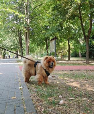 Chow-Chow welpen - Frankfurt (Main) Dogs, Puppies