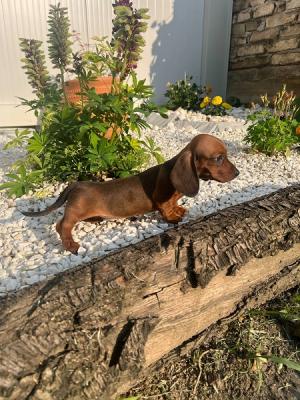 Hochwertige Dackel-Kurzhaarwelpen - Zurich Dogs, Puppies