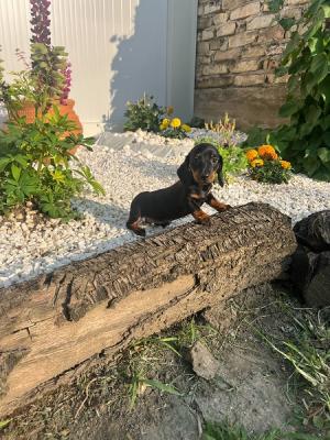 Hochwertige Dackel-Kurzhaarwelpen - Zurich Dogs, Puppies