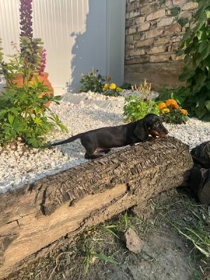 Hochwertige Dackel-Kurzhaarwelpen - Zurich Dogs, Puppies