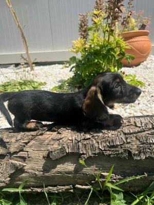 Rauhaardackel, Premiumwelpen - Zurich Dogs, Puppies