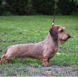 Rauhaardackel, Premiumwelpen - Zurich Dogs, Puppies