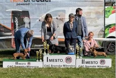 Rauhaardackel, Premiumwelpen - Zurich Dogs, Puppies