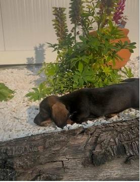 Wirehaired Dachshund, premium puppies - Vienna Dogs, Puppies