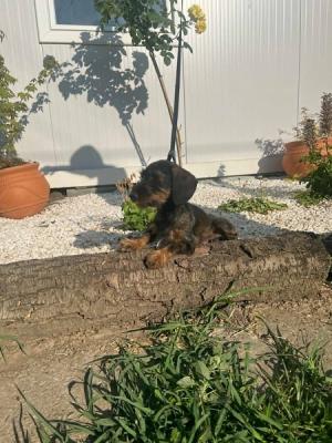Wirehaired Dachshund, premium puppies - Vienna Dogs, Puppies