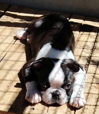 Boston Terrier Welpen - Vienna Dogs, Puppies