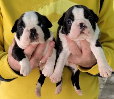 Boston Terrier Welpen - Vienna Dogs, Puppies