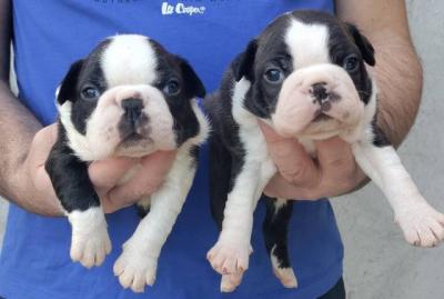 Boston Terrier Welpen - Vienna Dogs, Puppies